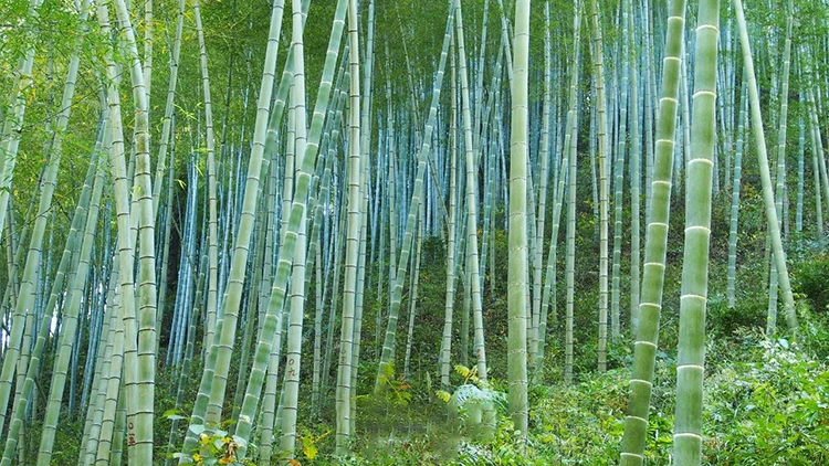 Gỗ tre có khả năng sinh trưởng tái tạo nhanh chóng, khi được xử lý có độ bền rất cao